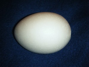 Foam Egg