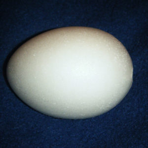 Foam Egg