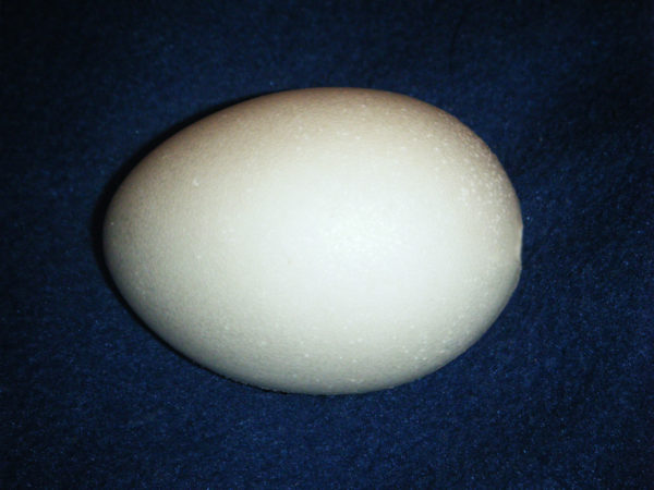 Foam Egg