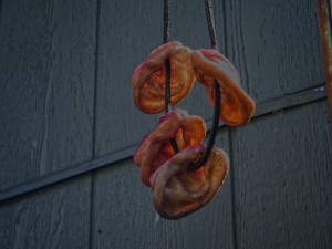 Zombie Severed Ear Necklace