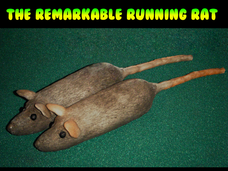 Remarkable Running Rat