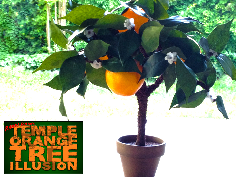Temple Orange Tree Illusion